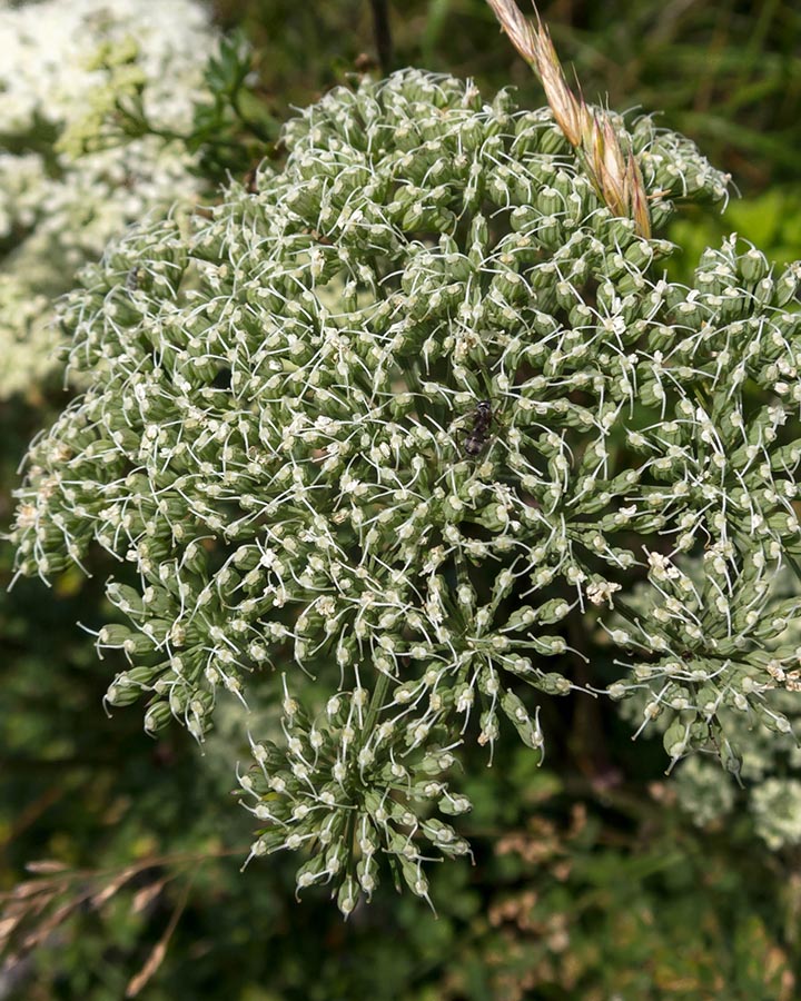 Katapsuxis silaifolia (=Cnidium silaifolium) / Carvifoglio dei boschi